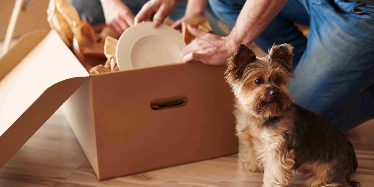 Pet relocation company in KSA