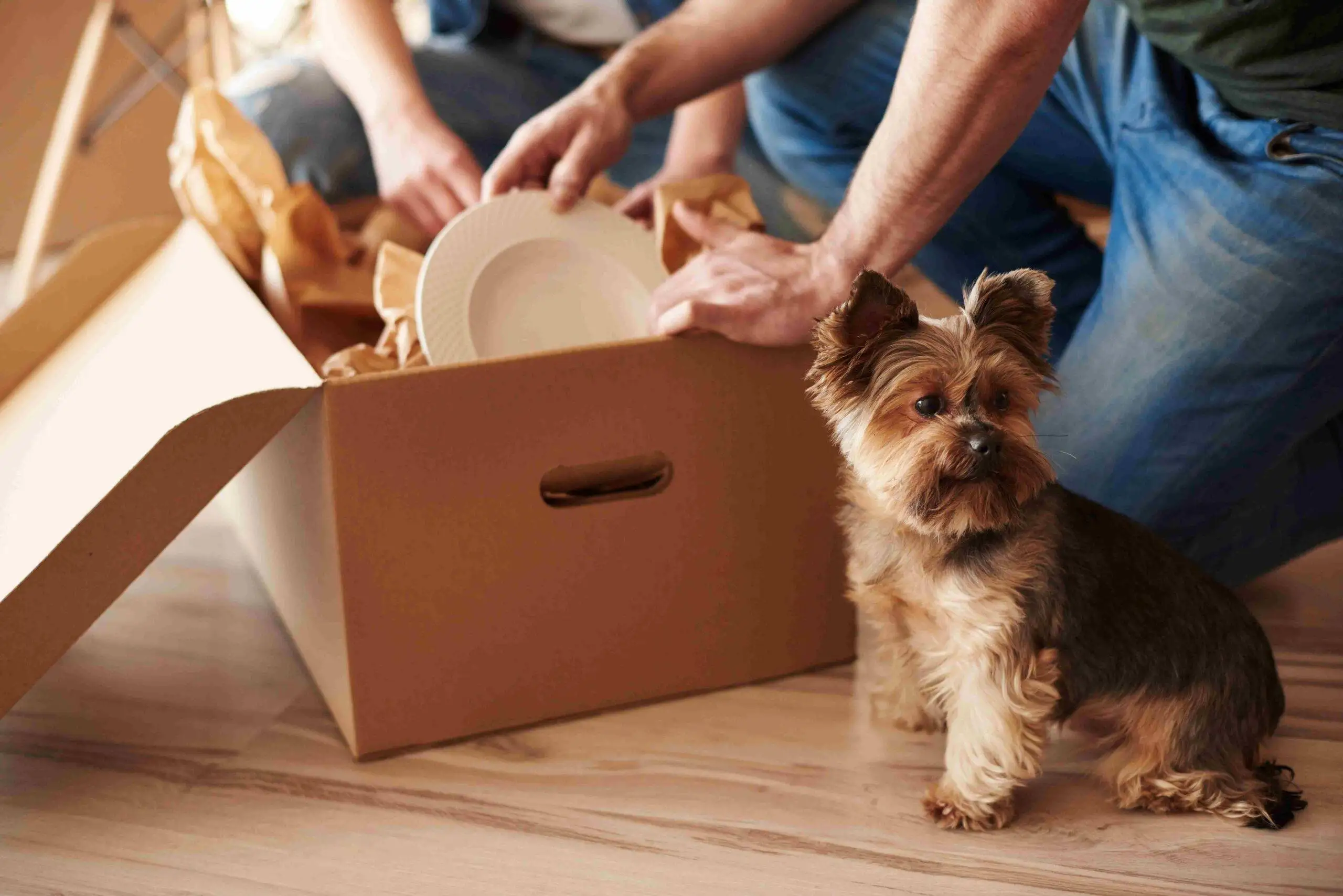 Pet relocation company in KSA